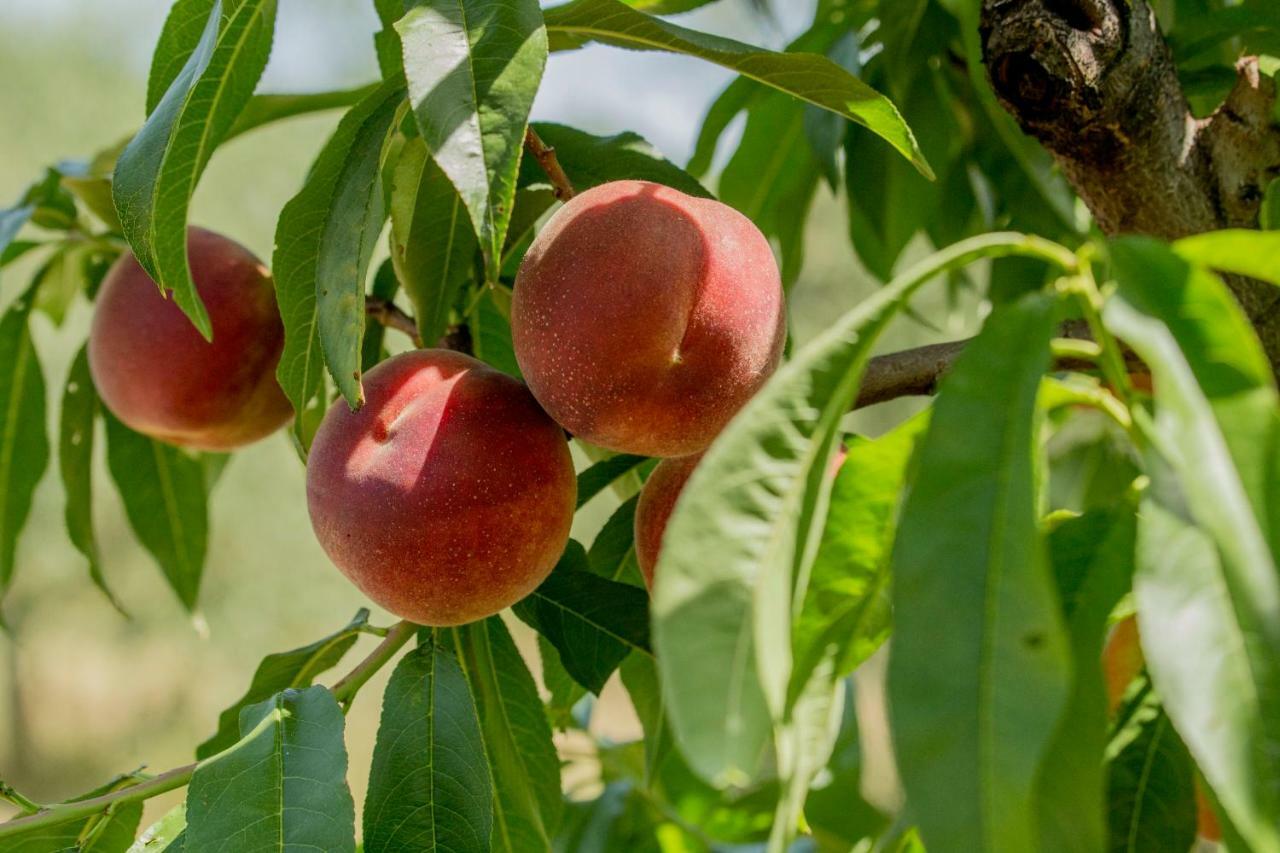 Il Vecchio Gelso - Agriturismo Rimini Montefiore Conca Villa Eksteriør billede