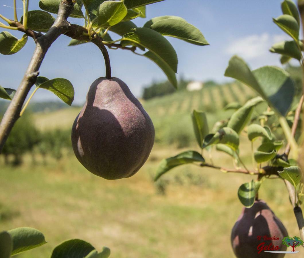 Il Vecchio Gelso - Agriturismo Rimini Montefiore Conca Villa Eksteriør billede