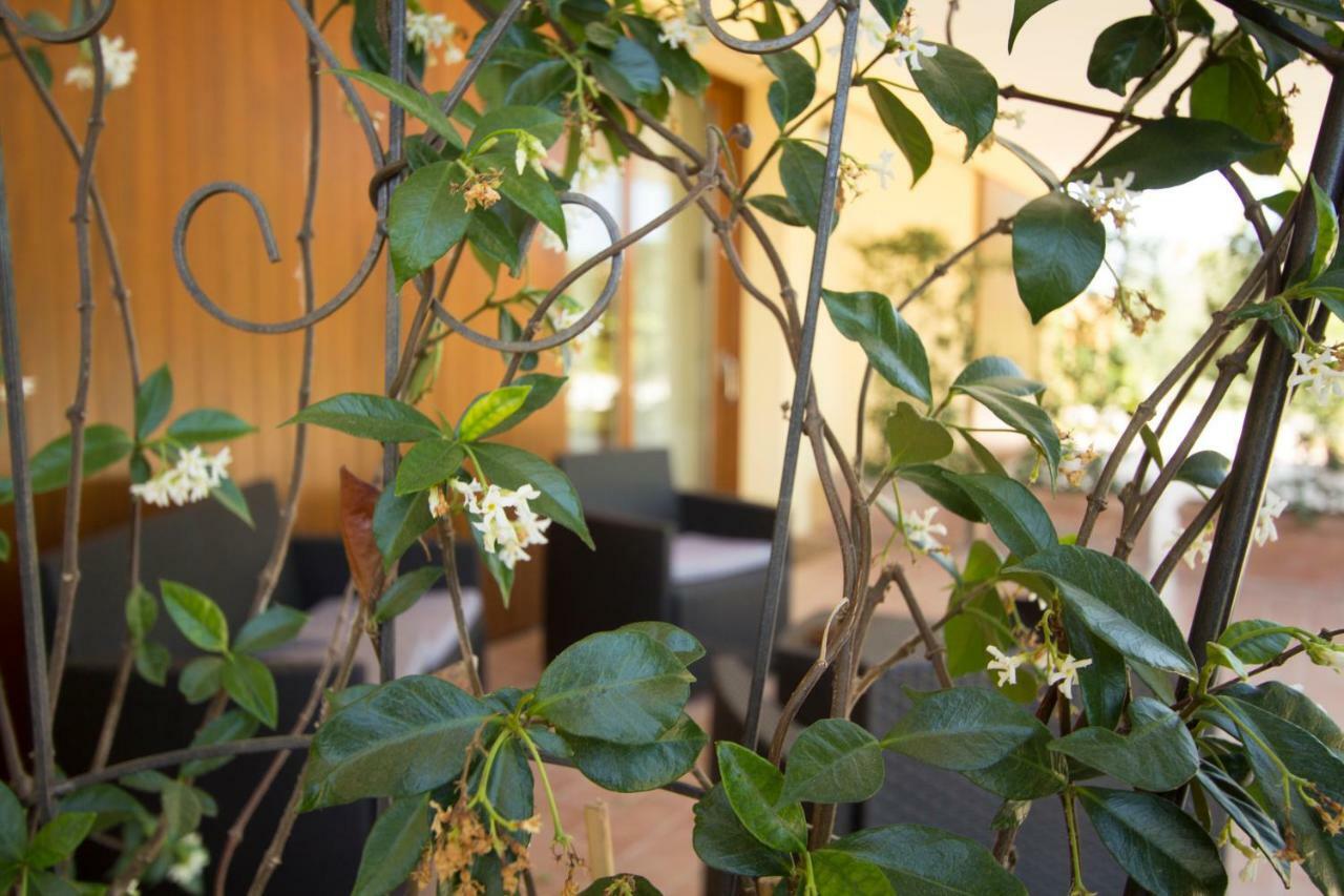 Il Vecchio Gelso - Agriturismo Rimini Montefiore Conca Villa Eksteriør billede
